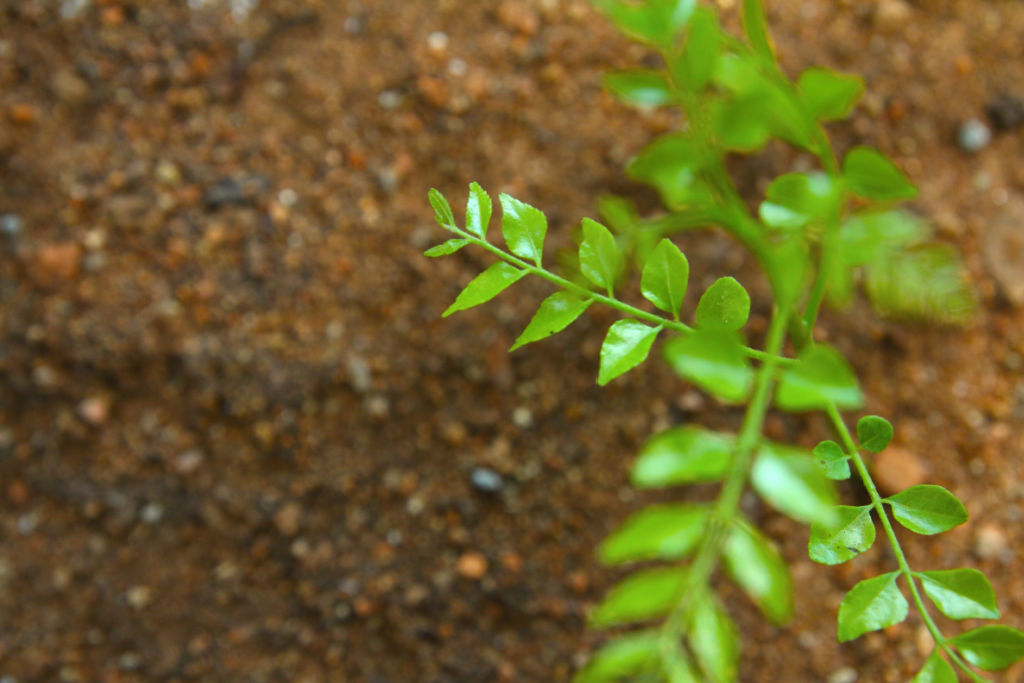 The Basics Of Curry Plant Care EliteNinjaVideos